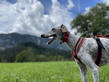 Side view of a dog on field