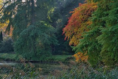 Trees growing in forest during autumn