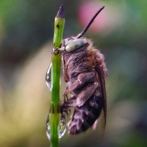 Close-up of insect on plant