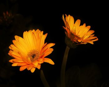 Close-up of yellow flower