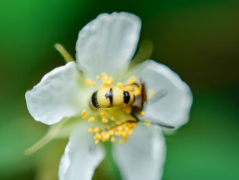 Close-up of bee pollinating on flower