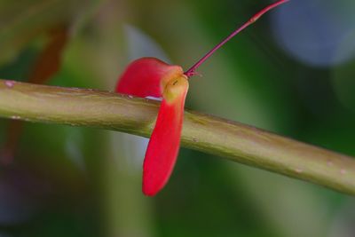 Close-up of wet red leaf