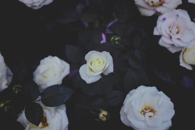 High angle view of white roses