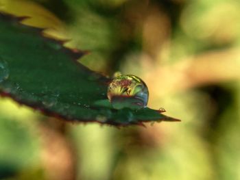 Close-up of green leaf on plant