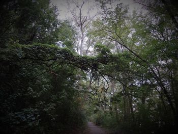 Low angle view of trees in forest