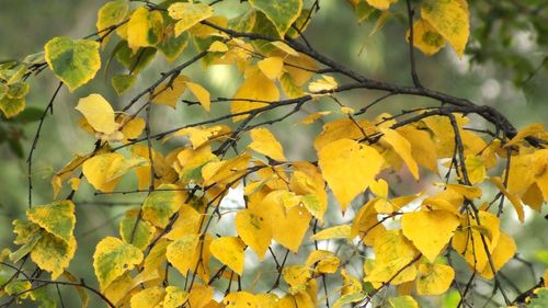 Close-up of leaves on tree
