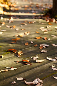 Close-up of fallen maple leaves