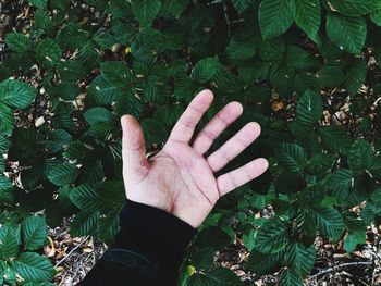 High angle view of person hand on plant