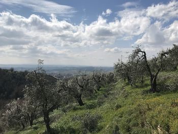 Trees on field against sky