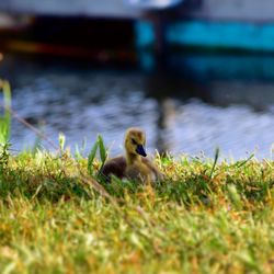 Close-up of duck in lake