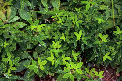 Full frame shot of plants
