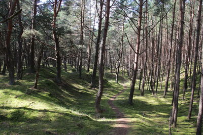 Trees growing in forest