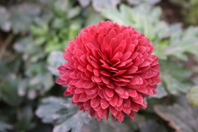 Close-up of pink dahlia blooming outdoors