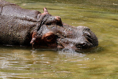 View of turtle in lake