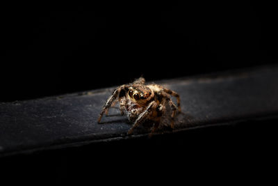 Close-up of spider against black background