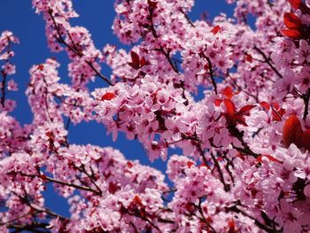 Close-up of cherry blossom tree