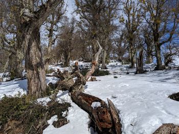 Trees growing on field during winter