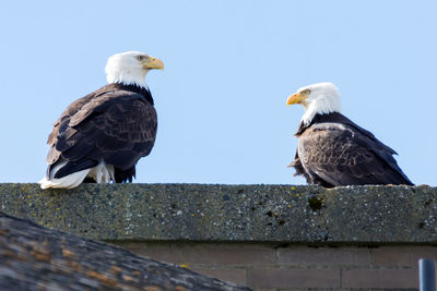 Low angle view of birds perching against clear sky