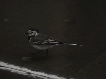 High angle view of bird perching