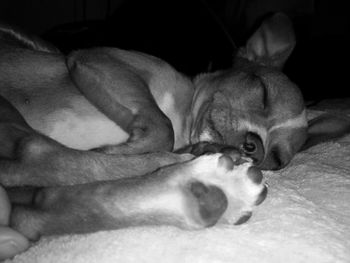 Dog sleeping on bed