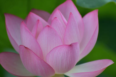 Close-up of raindrops on pink flower