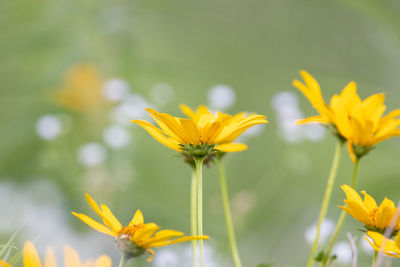 A black eyed susan blooming in a meadow with many wild flowers.