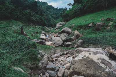 Rocks and trees in forest