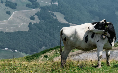 Cows on field