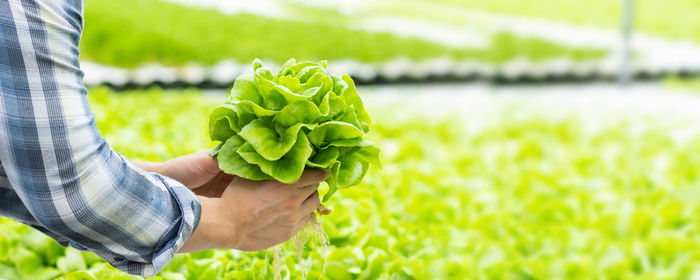 Cropped hand of woman holding flower