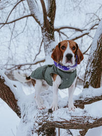 Portrait of dog on snow covered field