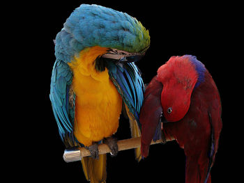 Birds perching on wood against black background