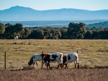 Horses in a field