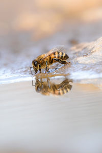 Close-up of bee on the water