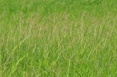 Full frame shot of grassy field