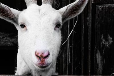 Close-up of goat staring