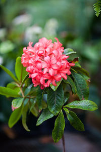 Close-up of flowers blooming at park