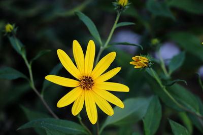 Close-up of yellow flowering plant