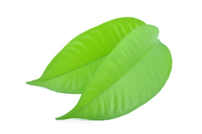 Close-up of leaves against white background