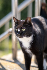 Portrait of black and white cat