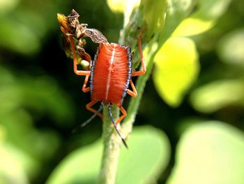 Close-up of insect on plant