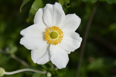 Close-up of white flower