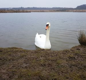 Swan on lake