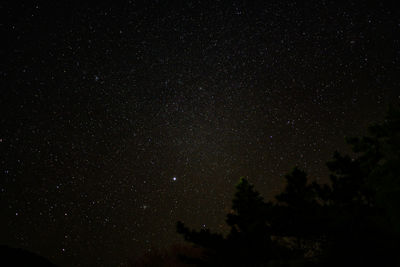 Low angle view of trees against star field at night