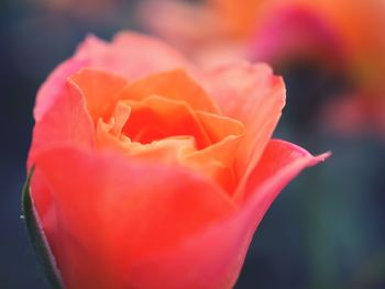 Close-up of red rose