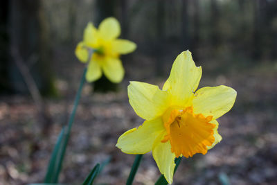 Close-up of yellow flower