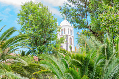 Low angle view of palm trees and plants against sky