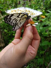 Close-up of butterfly on flower