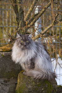 Portrait of a cat looking away