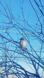 Low angle view of bare tree against blue sky
