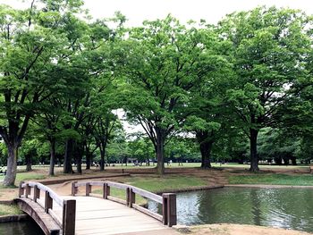 Trees by water